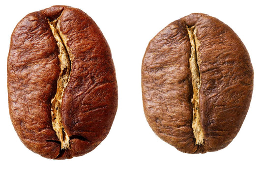 Vergleich Arabica- vs. Robusta-Kaffeebohnen – Arabica ovaler und öliger, Robusta runder und kräftiger